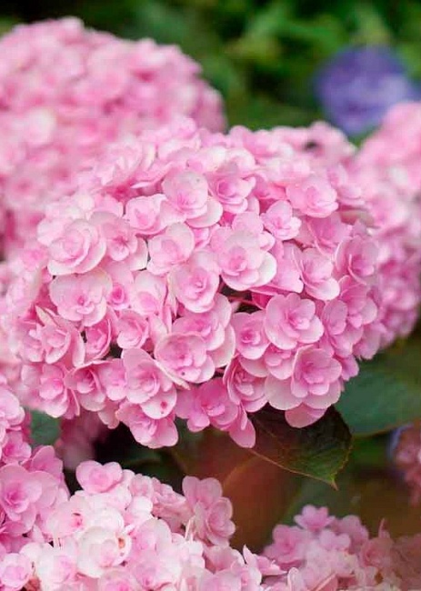 Гортензия крупнолистная Ю Энд Ми Тугевер 1 шт Р9